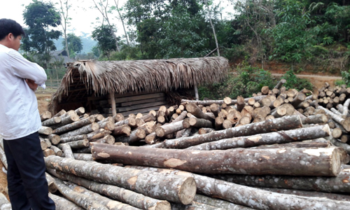 Khai thác từ rừng trồng mang lại thu nhập cao cho người dân Thôn Bản Ca  (Ảnh: internet)
