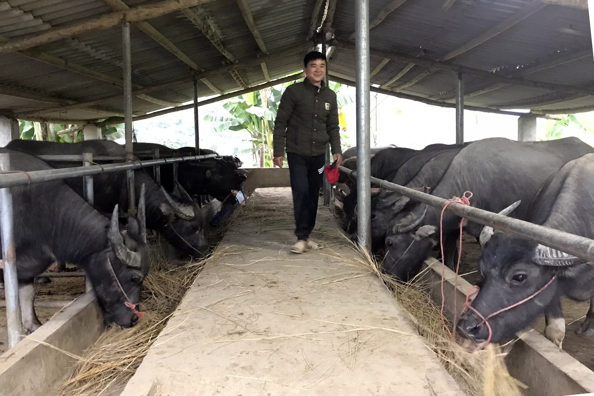 Chăn nuôi trâu bò tập trung liên gia đình theo mô hình trang trại